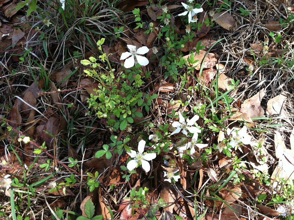 Spring in my back yard